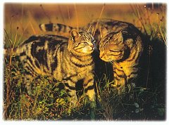 Gatti (377)